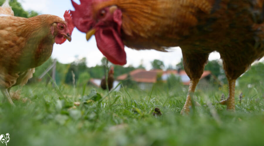 Can chickens eat meat?