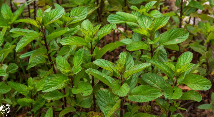 Peppermint is an excellent health remedy for chickens. Stalks of a peppermint plant on soil.