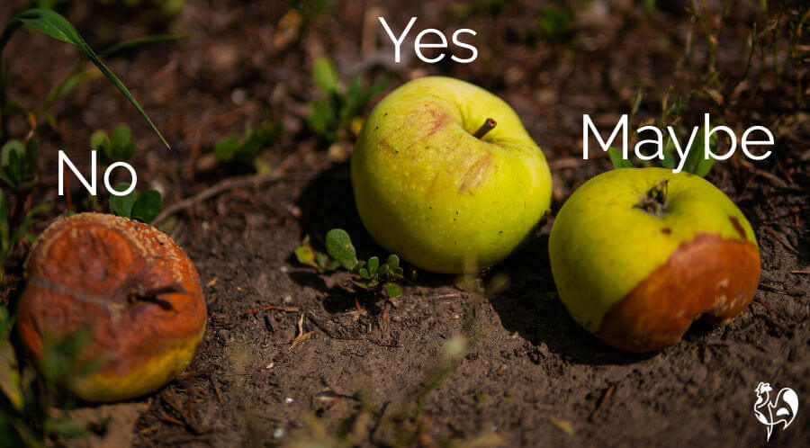 Three apples on the ground in different stages of decomposition.