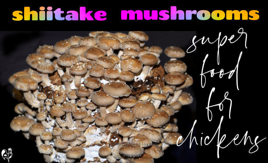 Image of mushrooms with text: Shiitake mushrooms: a superfood for chickens.