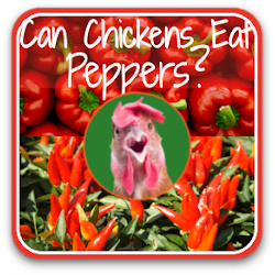 Thumbnail can chickens eat peppers – link to article.