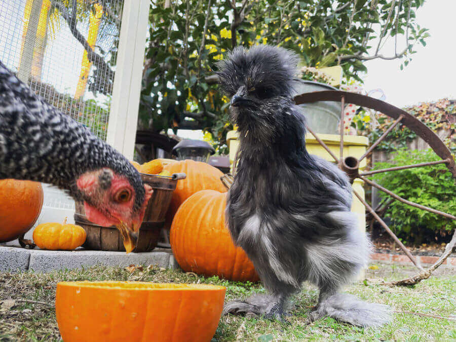 A black Silkie chicken watches as her friend, a Barred Rock, tucks into a pumpkin treat.