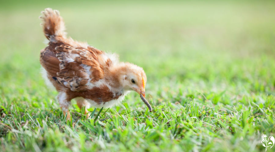 A 6 week old chick eating a bug.