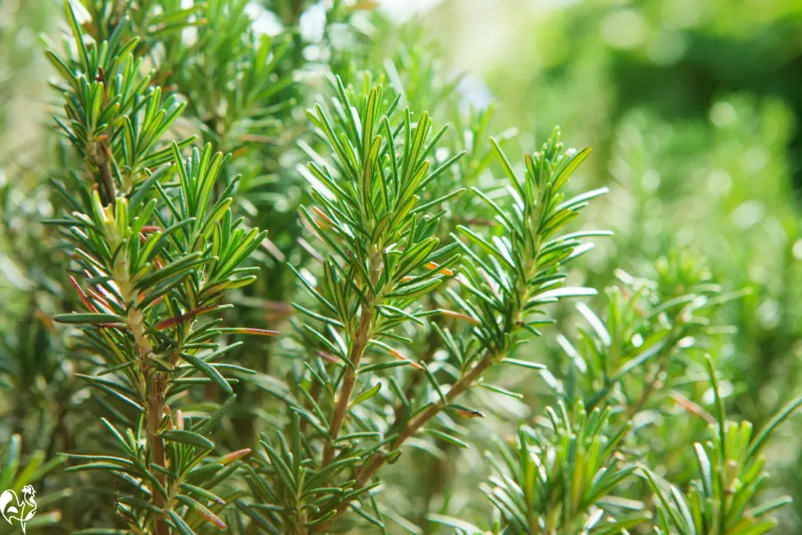 Rosemary's high concentration of vitamins  benefits chicken health. Stalks of rosemary against a sunny background.