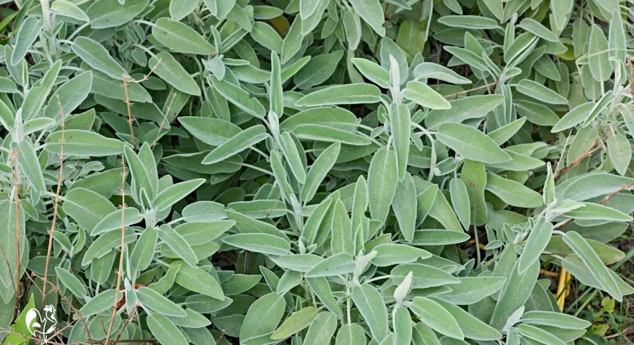 Can chickens eat sage? Certainly! A cluster of sage plants in a sunny plot.