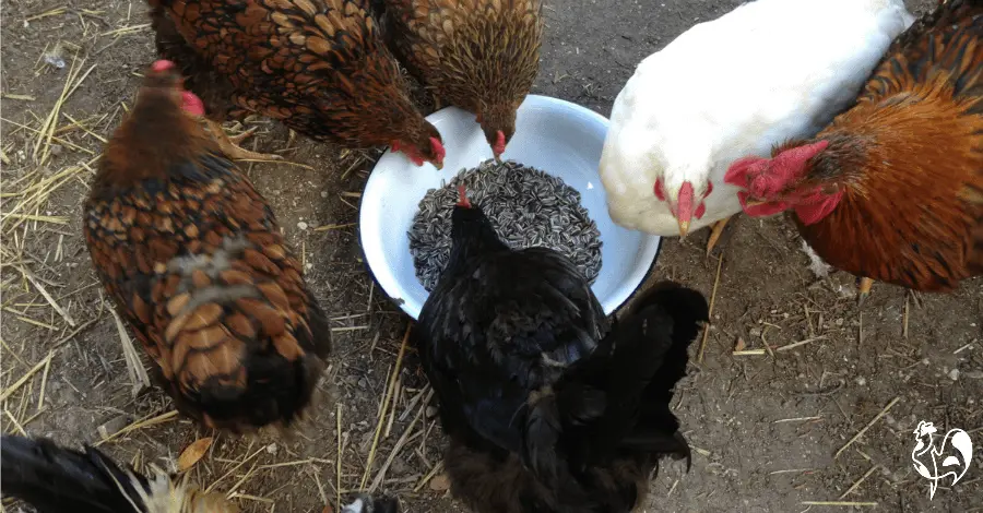 Some of my chickens tucking into a bowl of sunflower seeds.