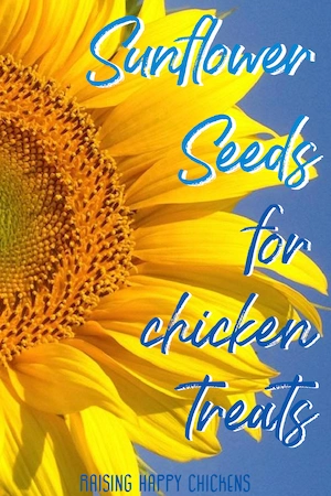 Can chickens eat sunflower seeds? Pin for later!