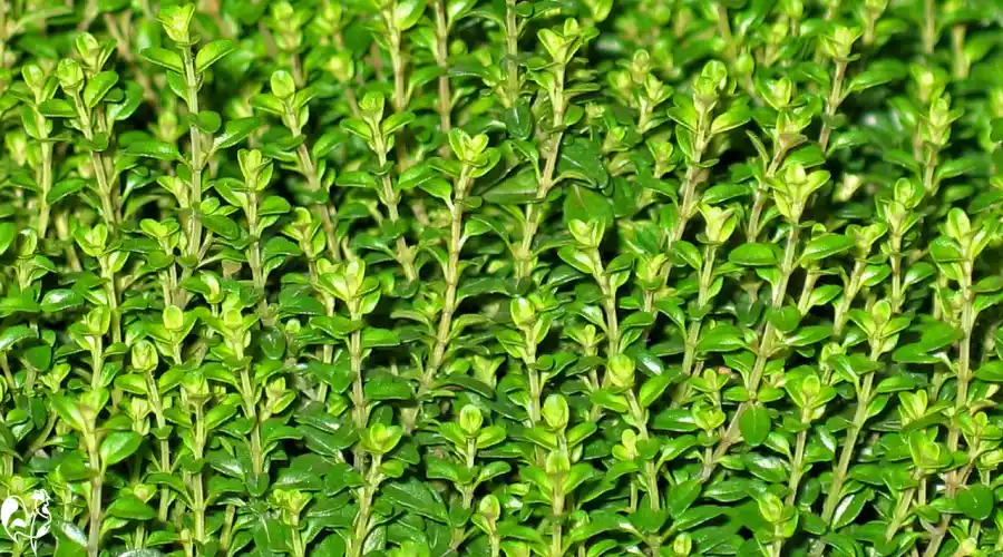 Grow thyme plants for chicken health. Branches of thyme in the sun.