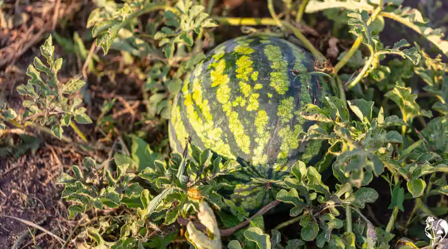 How to get chickens to eat watermelon rind? You need recipes! A large watermelon sits on a plot of soil.