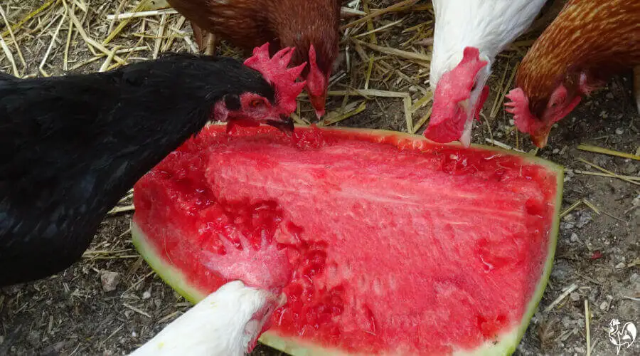 Chickens can eat watermelon seeds – and love them! Five chickens eating a ripe watermelon seeds.