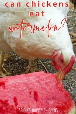 Pin: can chickens eat watermelon?