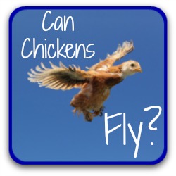 Can chickens fly? Link.