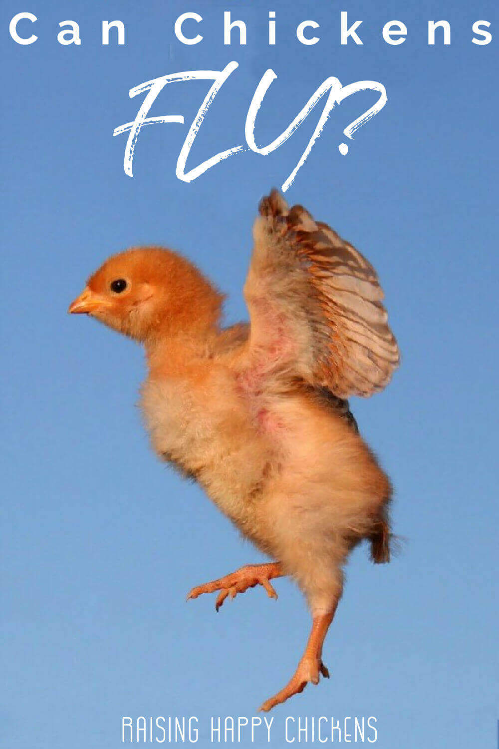Poussin volant!