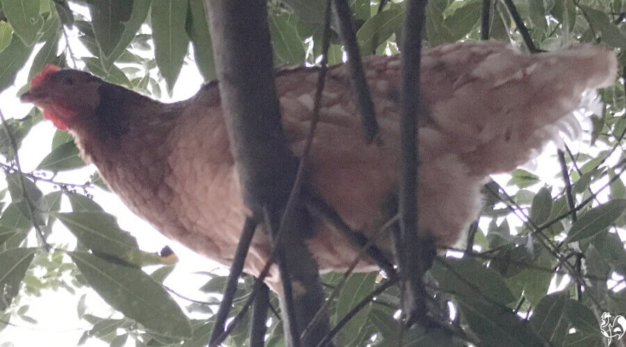 My Wyandotte hen, Miss Marple, roosted in my 30 foot high bay tree in the evening.