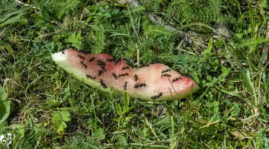 Don't leave watermelon rind for the ants! A piece of watermelon rind which my chickens didn't eat, covered in ants.