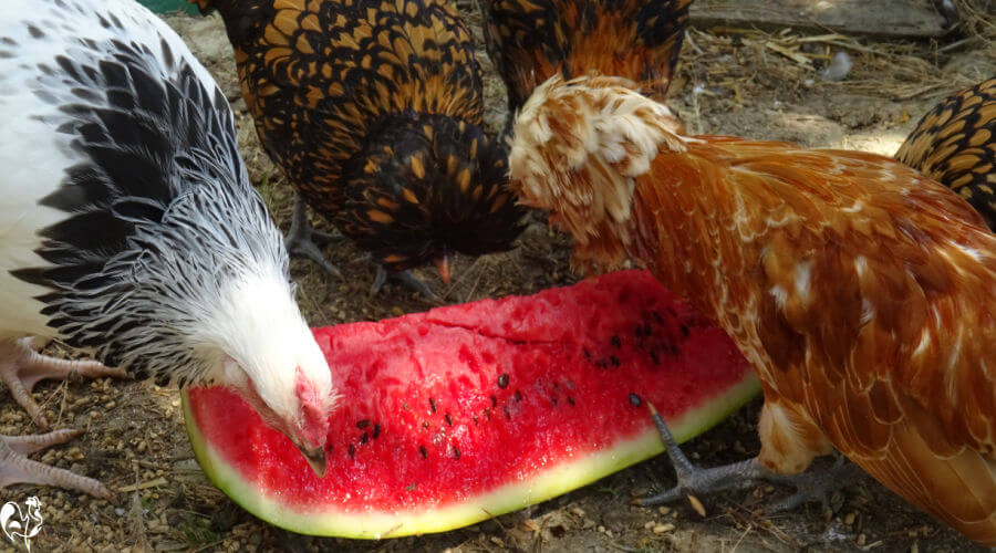 Can chickens eat watermelon? Find out why they should, here.