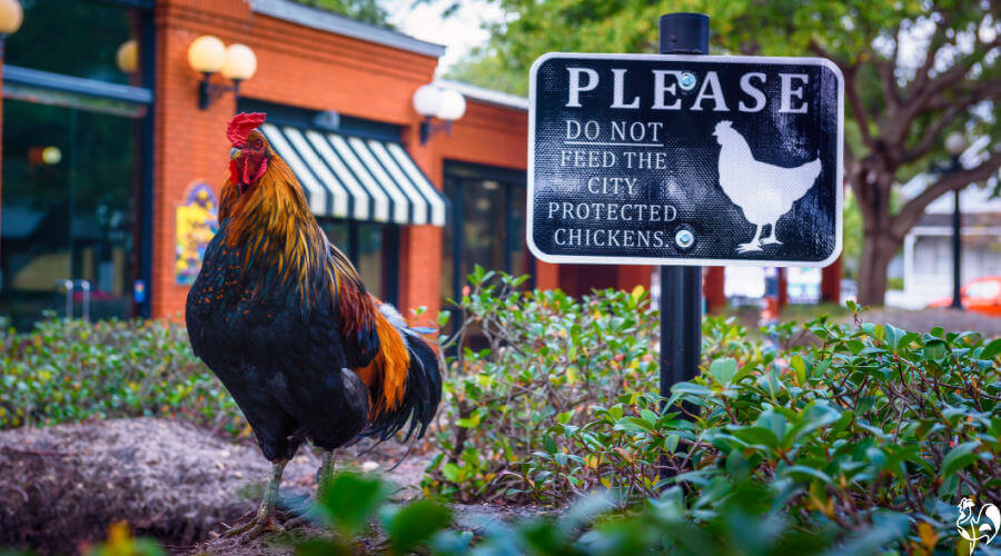 Florida's urban chickens are not only welcomed but protected! A chicken in the streets of Florida next to a sign saying "please do not feed the protected chickens"!