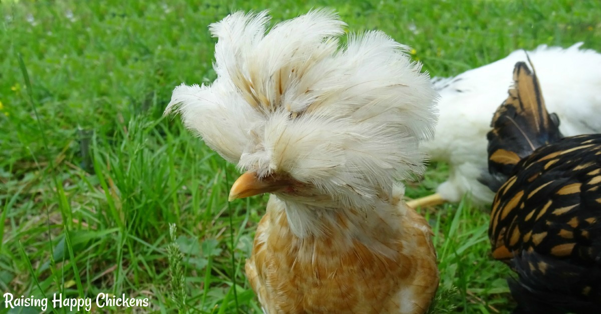 Poulets polonais.