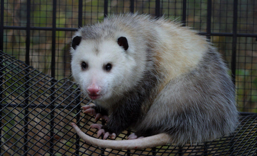 Do possums eat chickens? Biology Diagrams