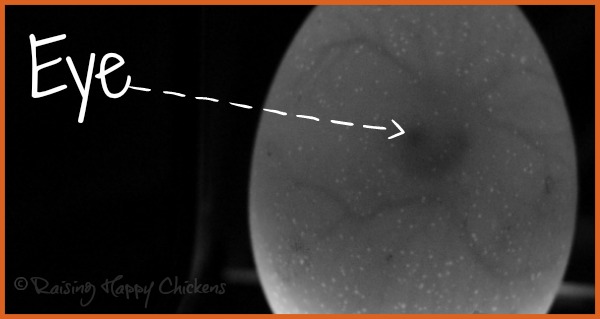 A chicken egg candled at day 6 showing the embryo's eye. A chicken egg candled at day 6 showing the embryo's eye.
