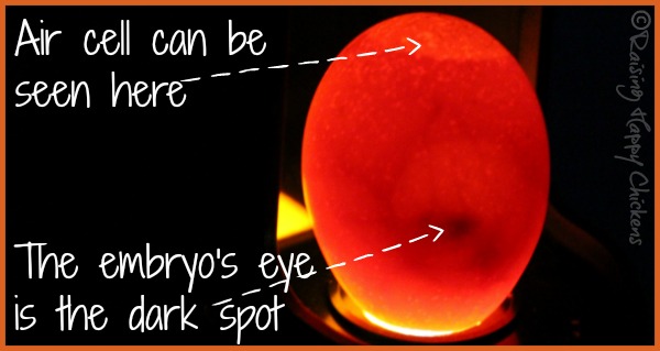 Quail Egg Candling Chart