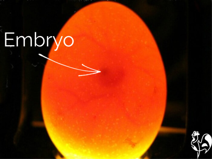 Candling eggs: how to watch a speck grow into a chick.
