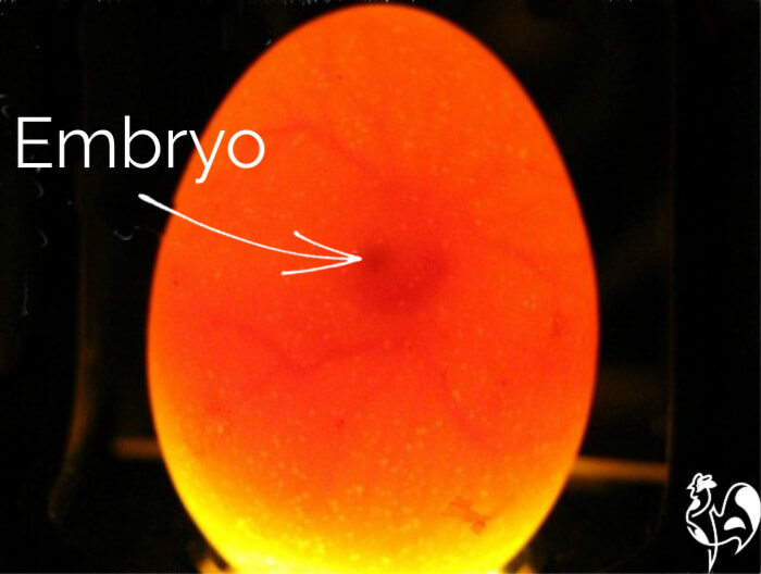 Egg Candling Chart