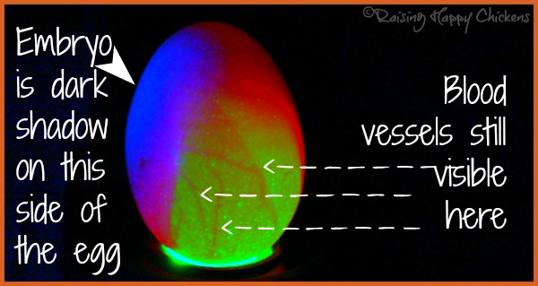 A chicken egg candled at day 10 showing embryo and blood vessel development. A chicken egg candled at day 10 showing embryo and blood vessel development.