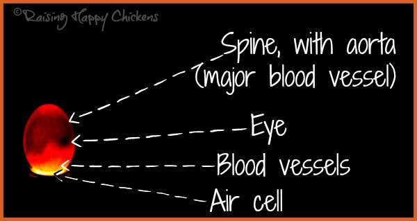 A chicken egg candled at day 13 The same chicken egg candled at day 13. The aorta is visible running along the top of the spine.