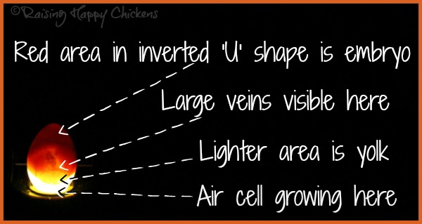 Candling a chicken egg at day 15 of incubation, showing the air cell and the growing embryo.