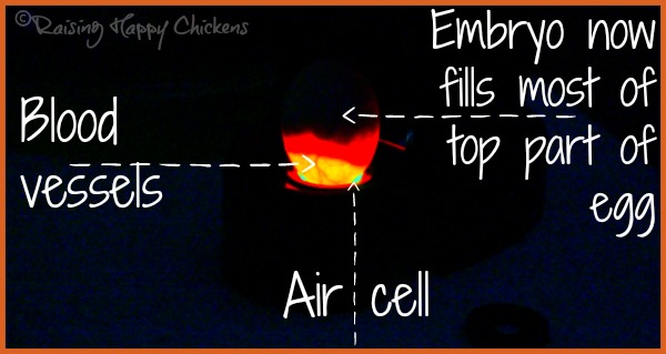 A chicken egg candled in a darkened room, 16 days into incubation, showing the air cell, blood vessels and a growing dark area where the chick is sitting.
