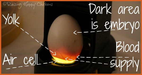 A chicken egg candled 16 days into incubation, placed on the Brinsea Ovascope and using a high strength candling lamp.