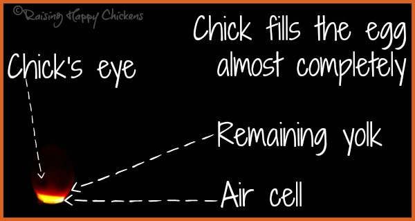 A chicken egg candled at day 19 of incubation, with nothing to show apart from the air cell at the blunt end of the egg.