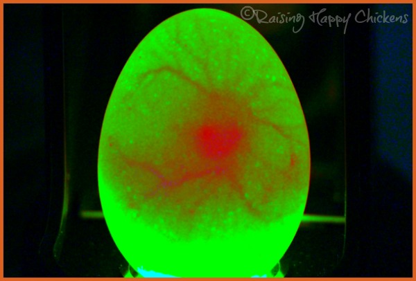 A chicken egg candled at day 6 showing blood vessels and embryo development. A chicken egg candled at day 6 showing blood vessels and embryo, enhanced.