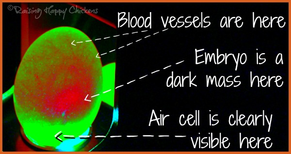 A chicken egg candled at day 8 and enhanced to make the embryo and blood vessels clearer. A chicken egg candled at day 8 and enhanced to make the embryo and blood vessels clearer.