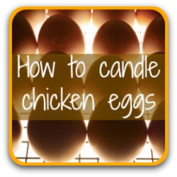 How to candle chicken eggs - link.