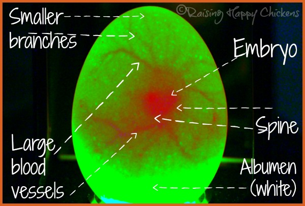 A chicken egg candled at day 6 showing blood vessels and embryo - with annotations. A chicken egg candled at day 6 showing blood vessels and embryo - with annotations.