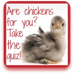 Are chickens for you quiz – thumbnail.