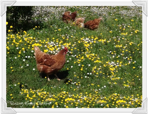 Caring For Chickens Ten Questions To Ask Yourself Before You Buy