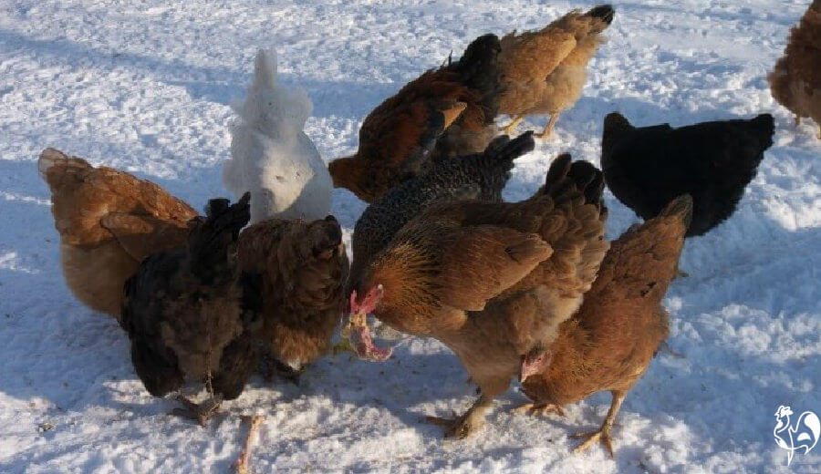 Watch out for snow, even in Spring! Chickens in snow.