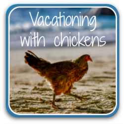 How to go on vacation when you have chickens - link.