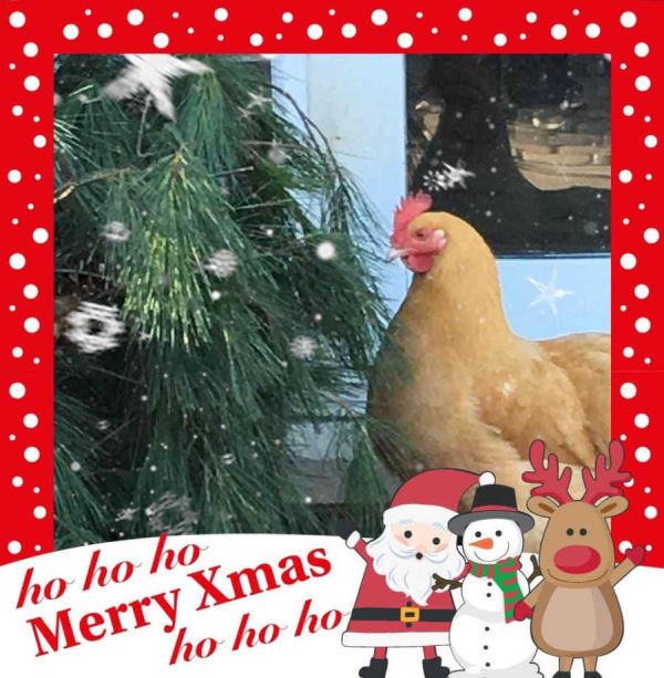 Festive chicken standing by Christmas tree, surrounded with a festive frame!