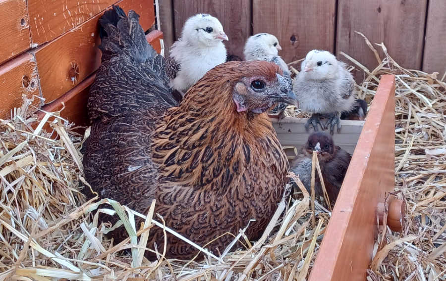 How good is Kuritsa, who adopted chicks to raise along with her own! Competition winner: a Chantecler hen sits in a nesting box with her six chicks.