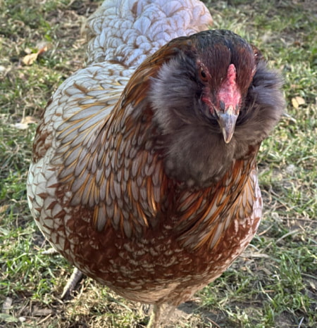 Cherished chickens comp runner up 4 Cherished chickens comp runner up 4