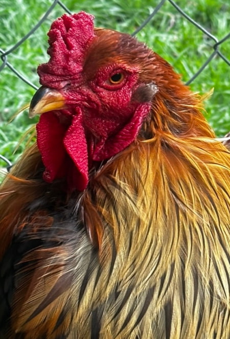 Cherished chickens competition: runner-up. Cherished chickens competition: runner-up, a brown cockerel called Skynrd, standing against green grass.
