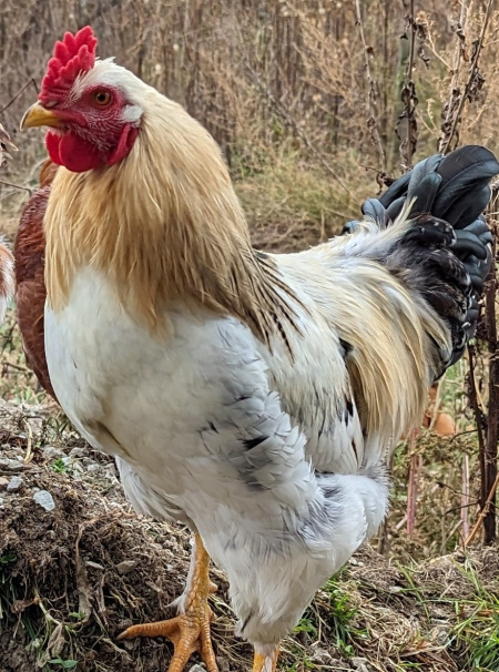 Kevin the rooster – competition winner! Kevin the rooster: the Cherished Chicken competition winner!