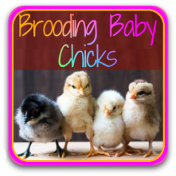 Button link to article: all about chick brooders.