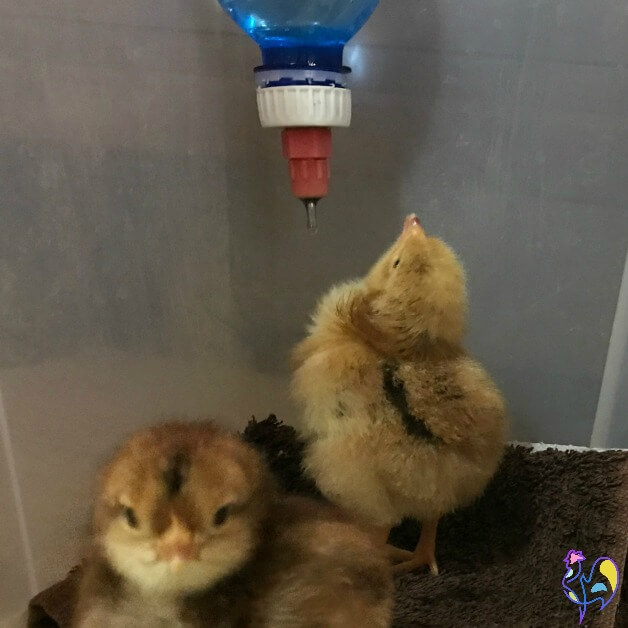 Chicks drinking from a brooder bottle cap.