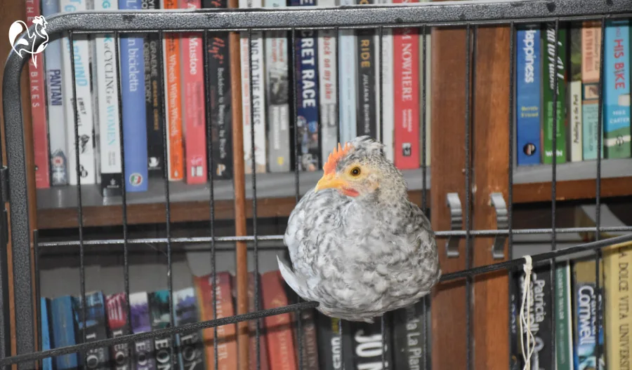 One of my baby chicks sitting happily on a rod across the top of my puppy pen brooder.