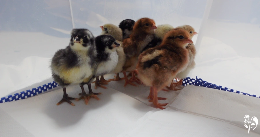 9 day old chicks looking out of their transparent brooder box.